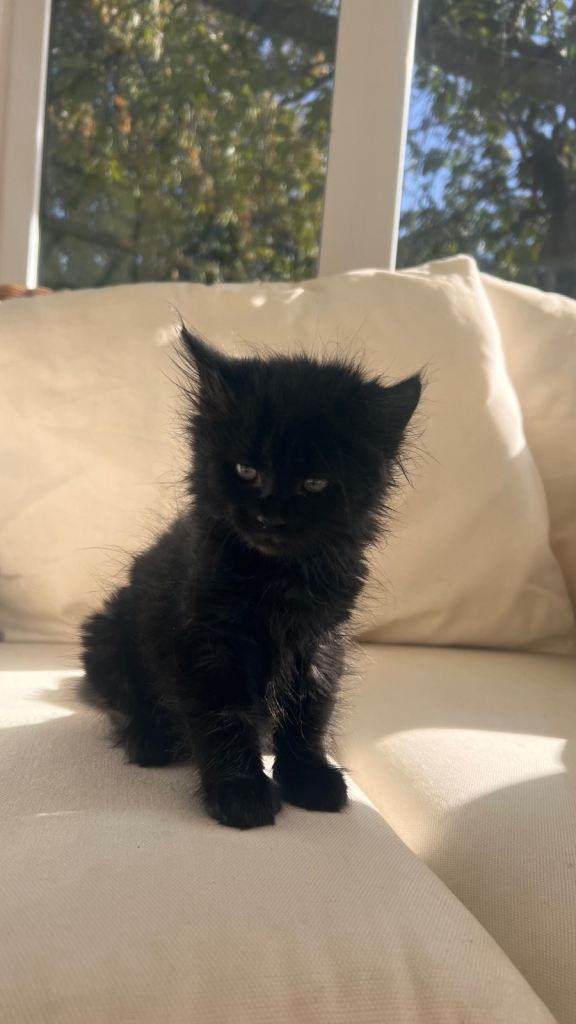Gorgeous black kittens