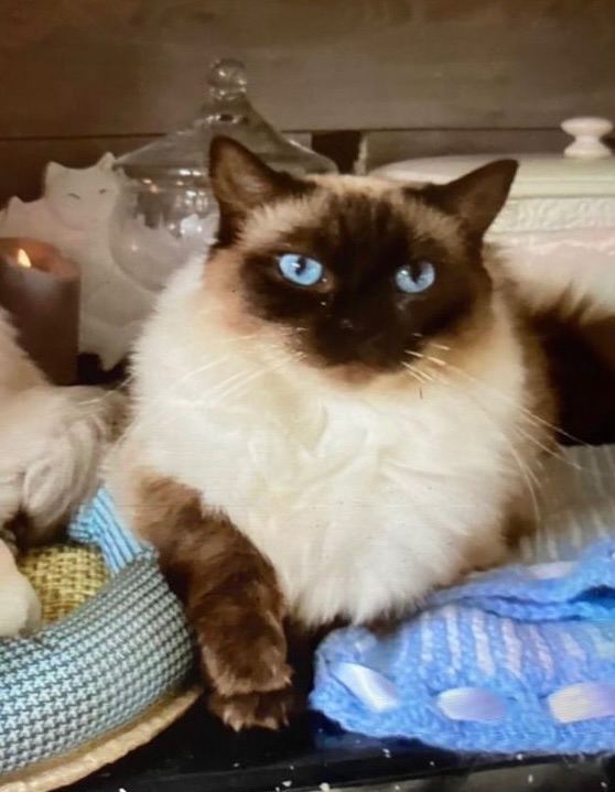 GCCF ACTIVE Register Queen