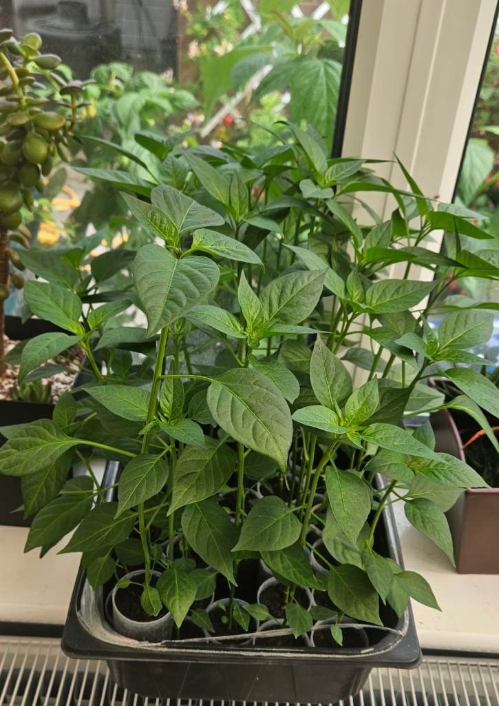 Chilli plants Green chillis/ Bell pepper