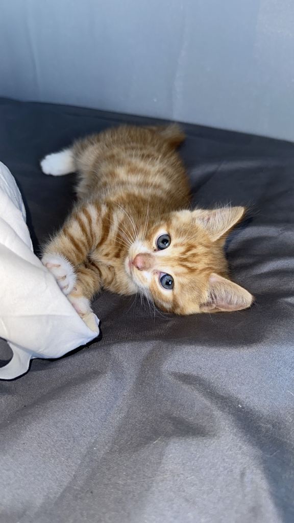 4 beautiful ginger /ginger white kittens . Please read the description. As price of the kittens 