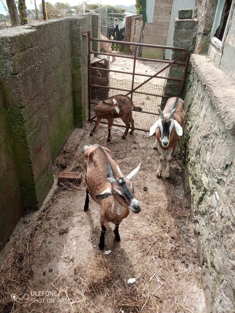 3 no. Pet Goats Free.