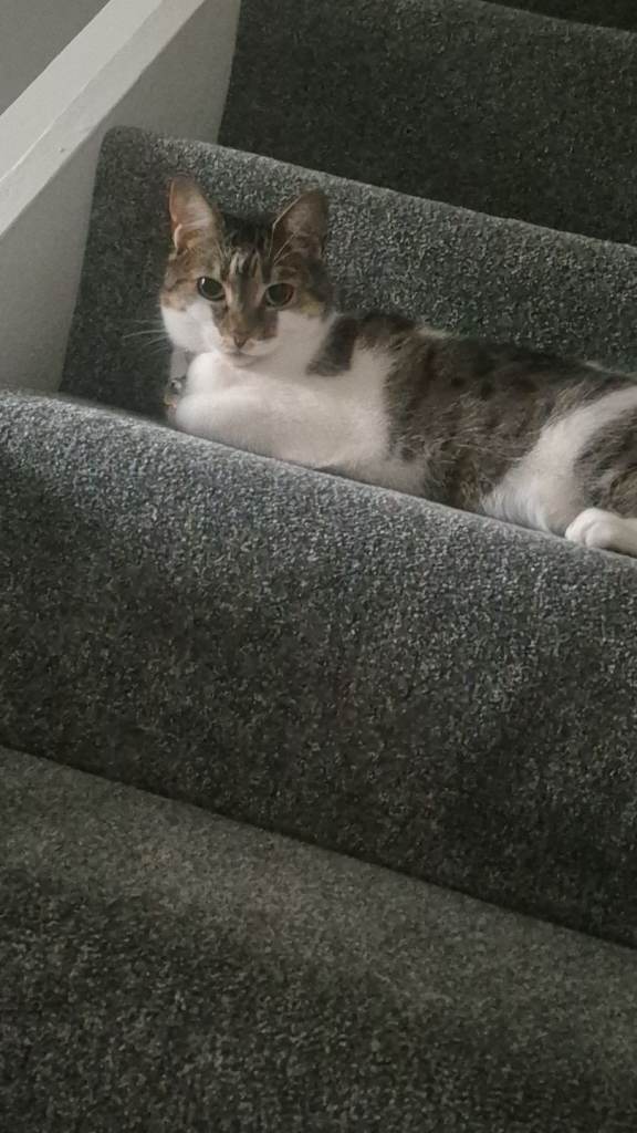 Beautiful short hair tabby , female ,3 years old , (collection only)