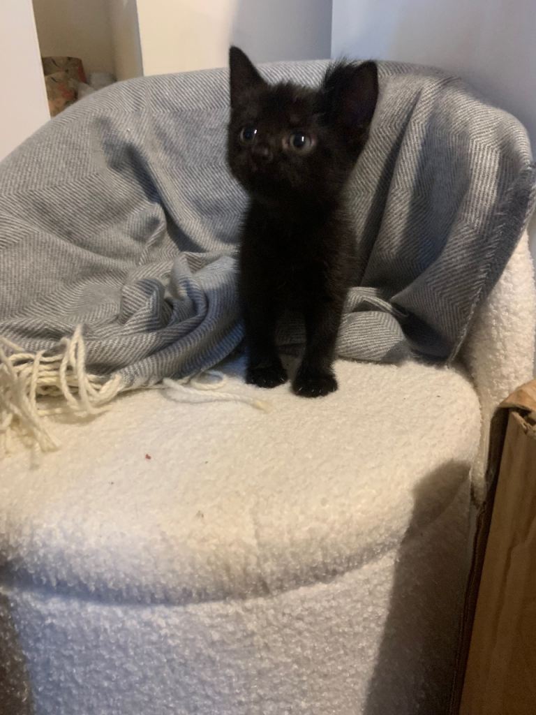 1 beautiful kittens left