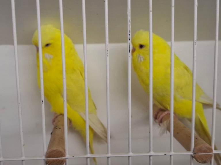 Exposition Budgies