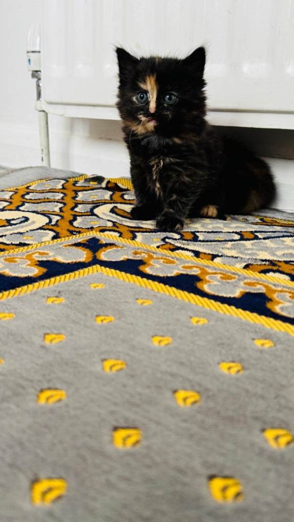 Kittens