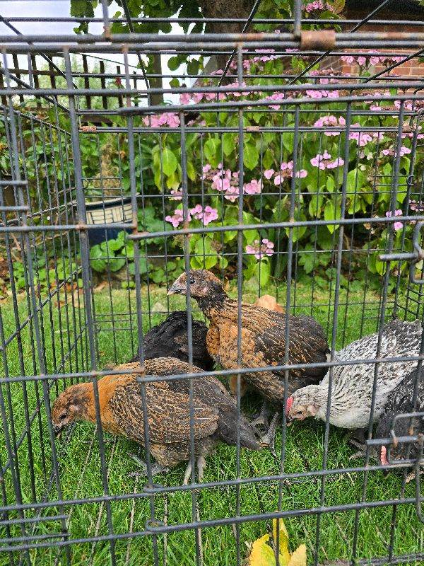 Chickens