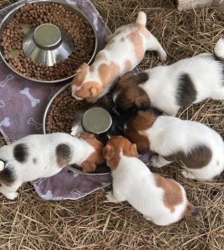 Jack Russell puppys 