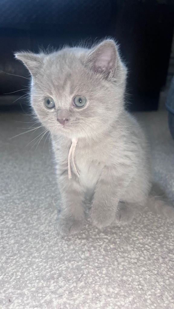 British Shorthair Kittens (Girls) 🐾