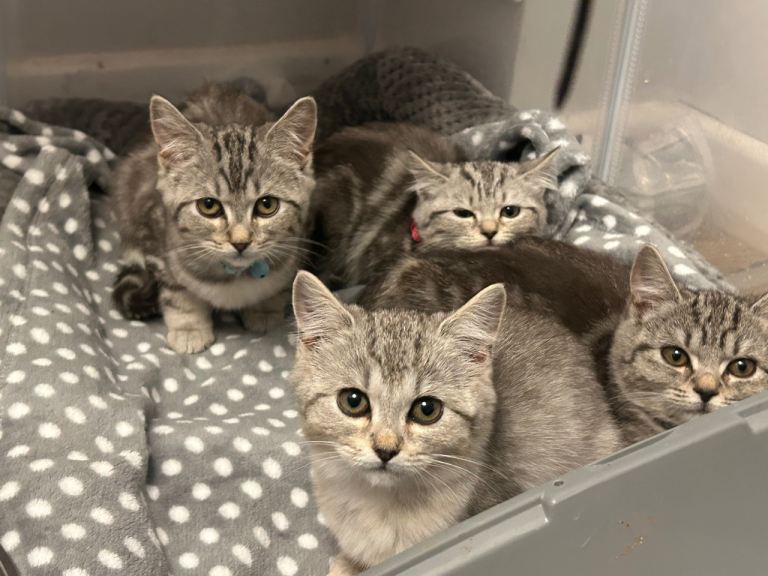 Beautiful Kittens 🐱