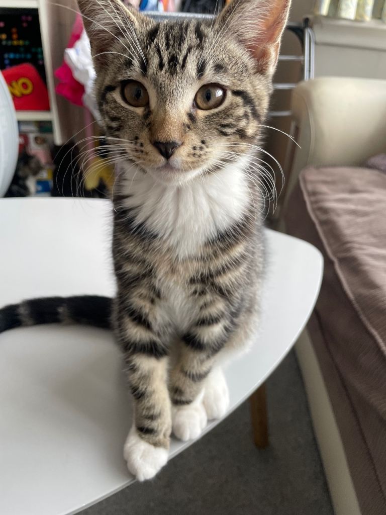 Kittens for sale