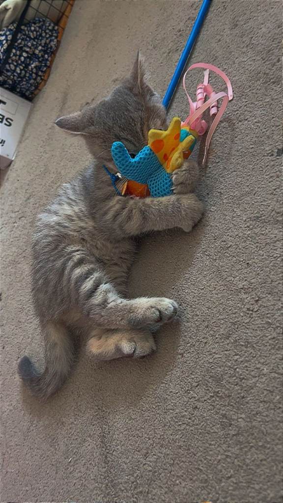 Tabby British Shorthair 