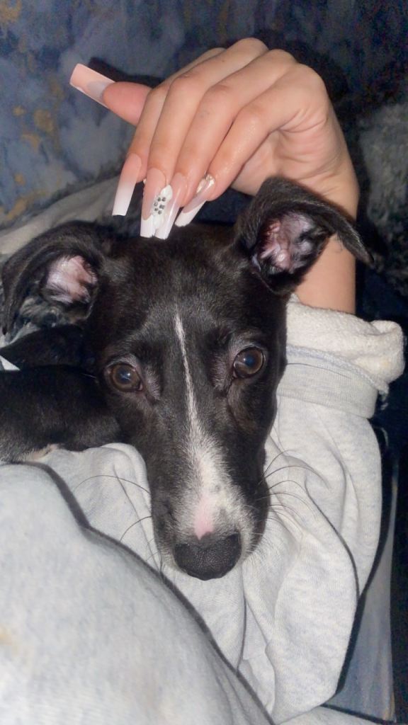 Whippet /lurcher (Skye)