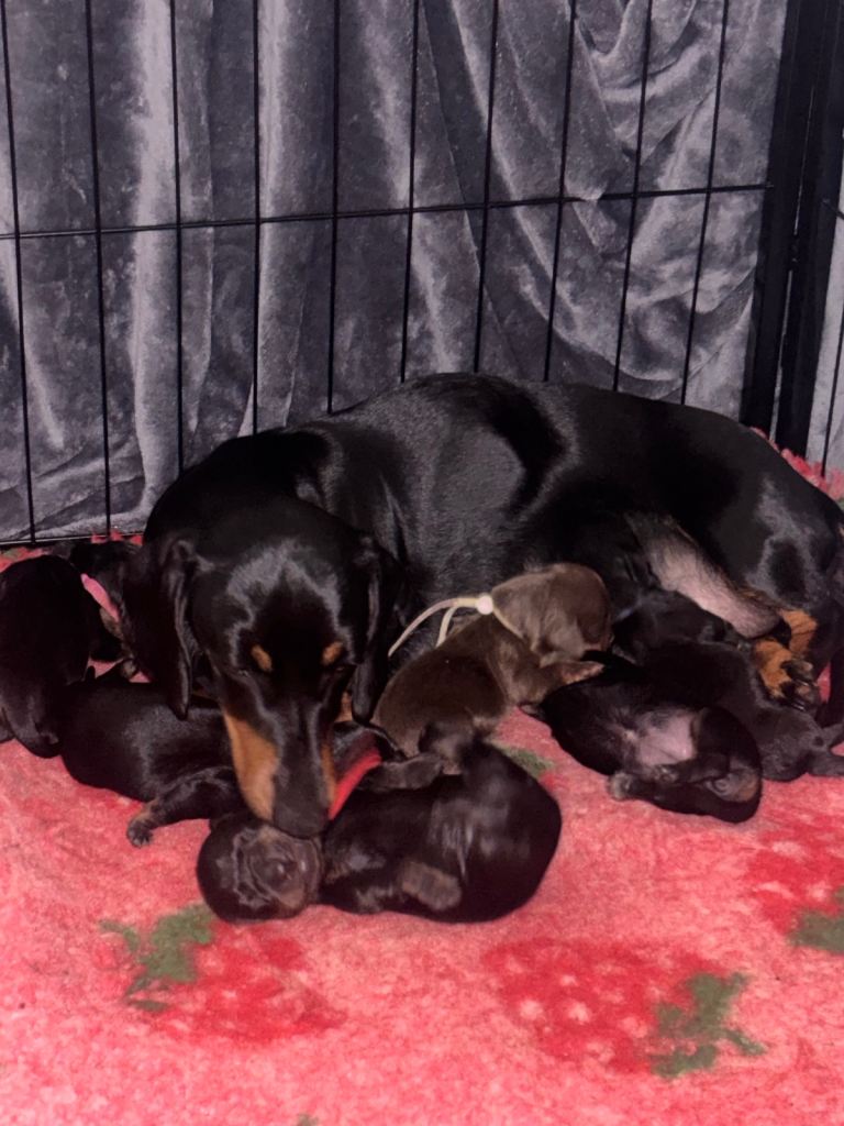 Miniature dachshund puppies 