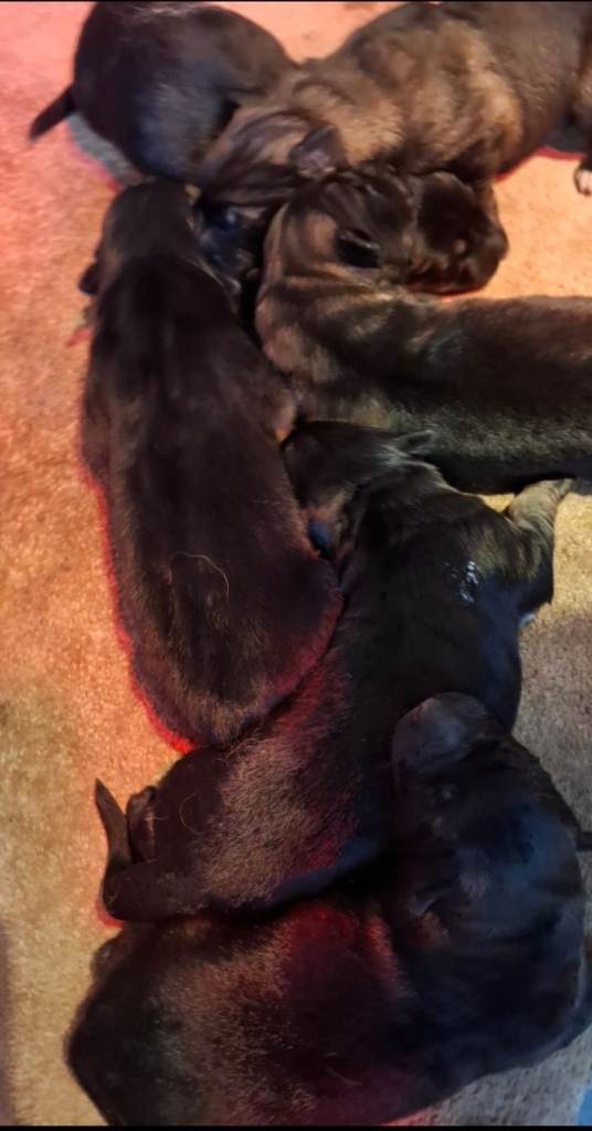 Beautiful German Shepard puppies