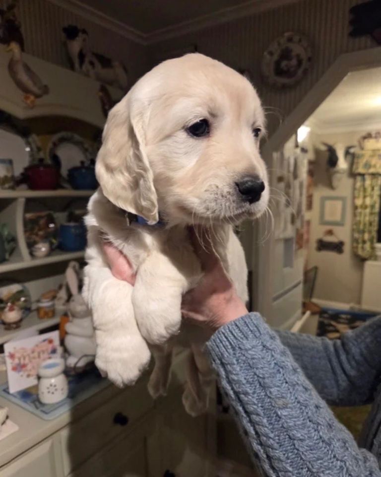 Beautiful 9 Week Old Female Golden Retriever – Carefully Rehomed