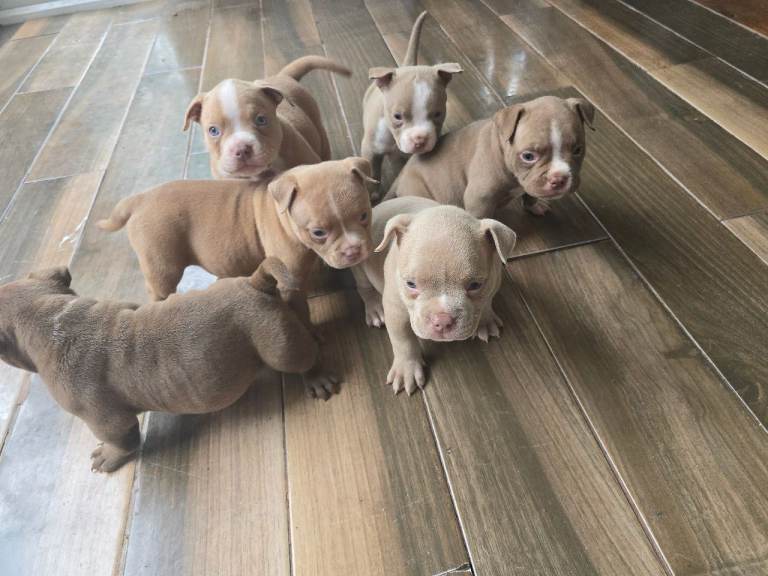Adorable Pocket Bully Puppies - Quality Temprement & Breeding