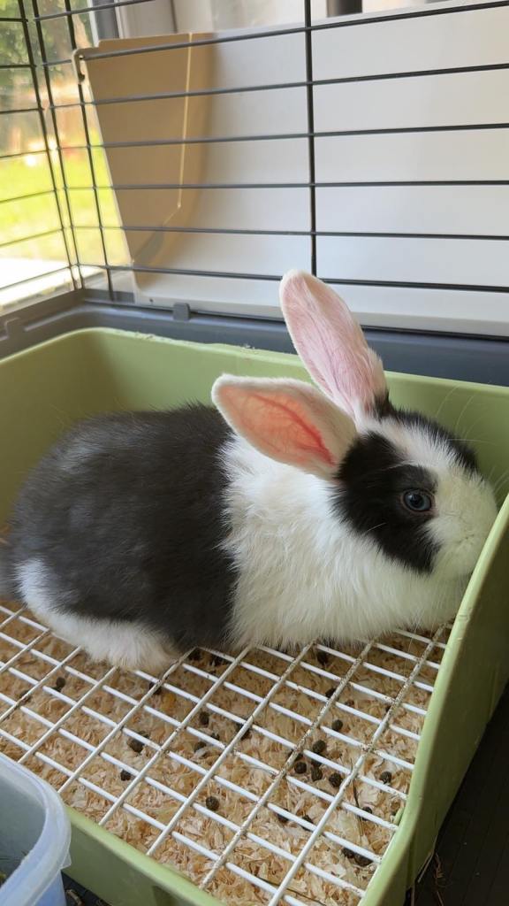 Cute bunnies