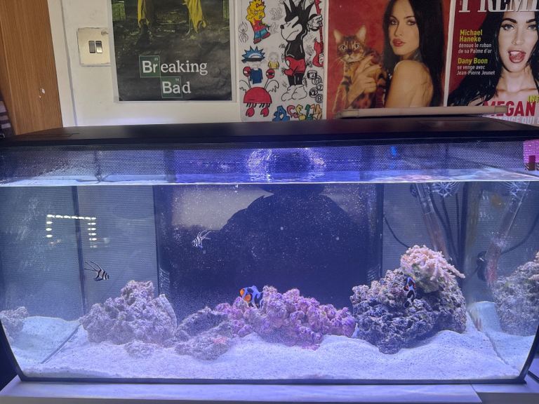 Reef tank and fish 