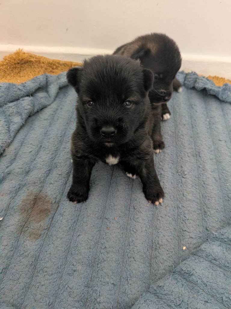 : Beautiful Puppies For Sale – 2 Girls • 1 Black Boy 🐶🖤