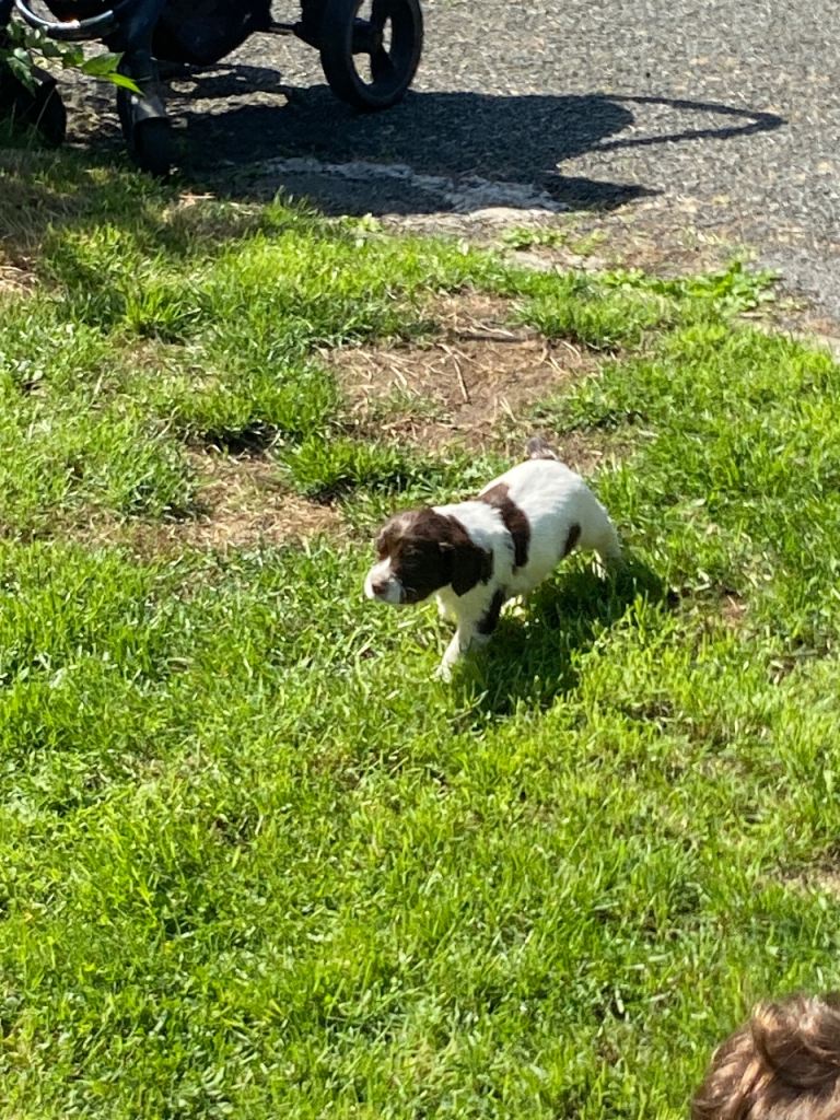 Puppies for sale 