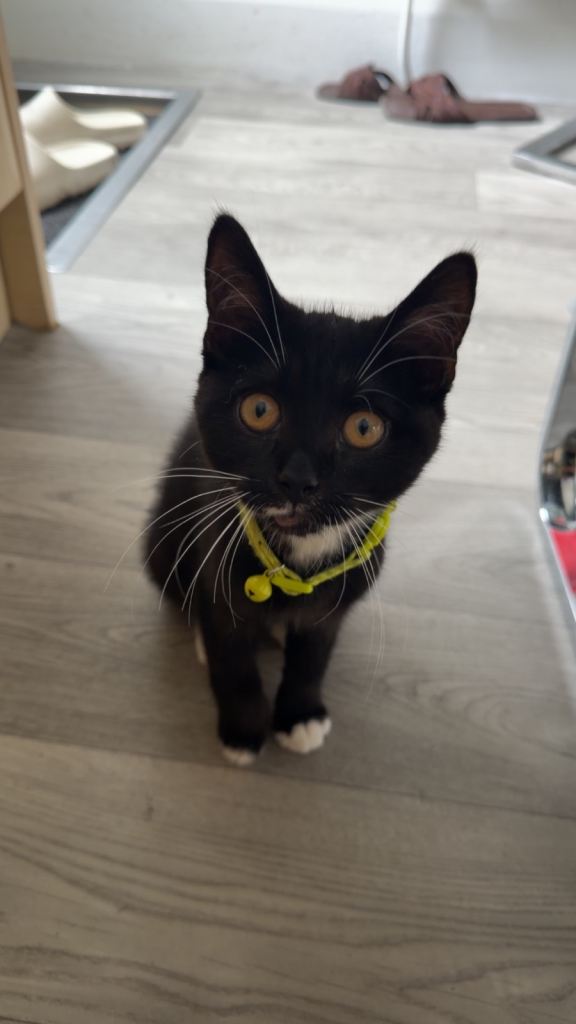 Kitten 
