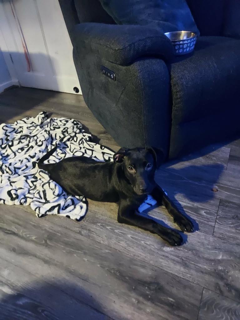 Labrador cross puppy