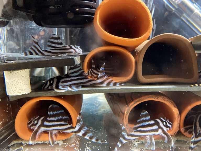 L046 zebra Pleco adults group 