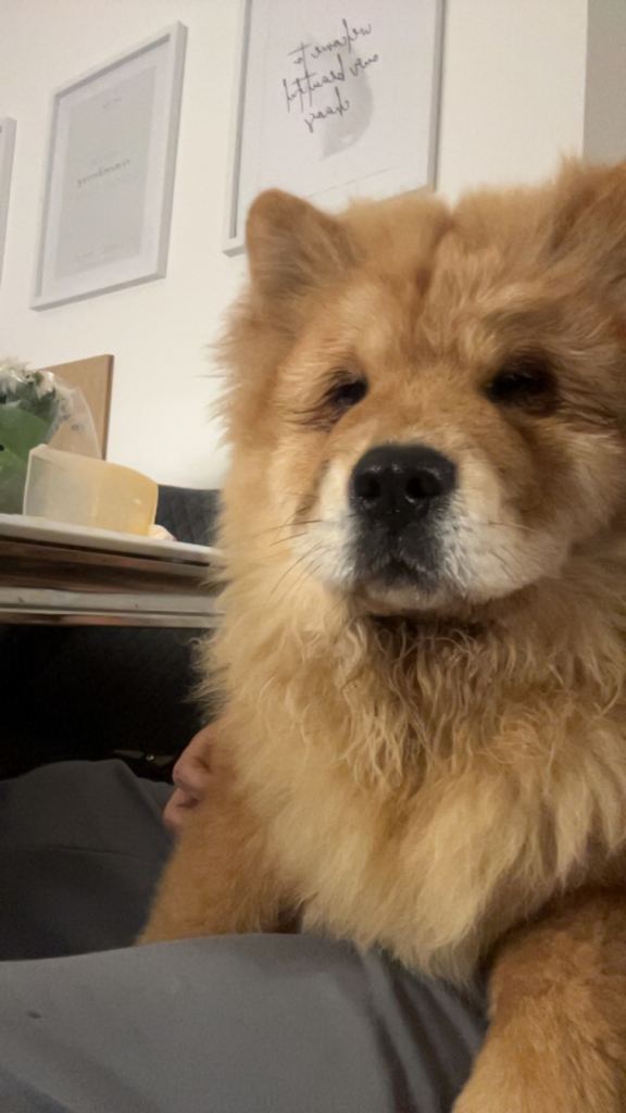 Chow chow puppies 4 month and 7 month 