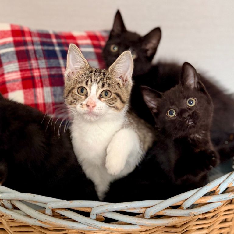 Ragdoll X Shorthair Kittens