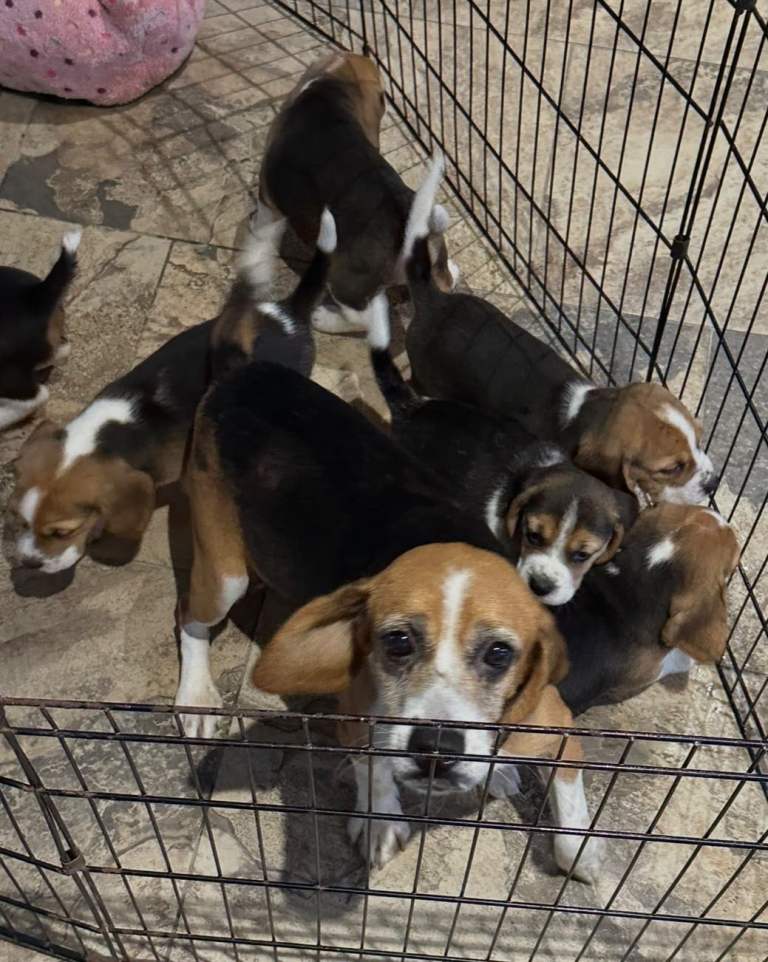 Beagle pups | in Dromore, County Tyrone | Gumtree