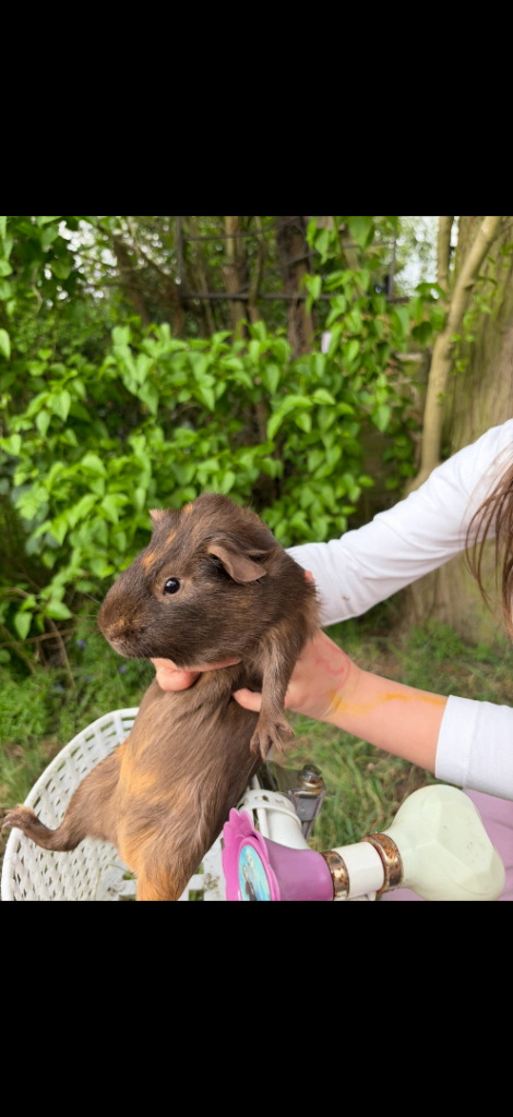 Guinea Pigs