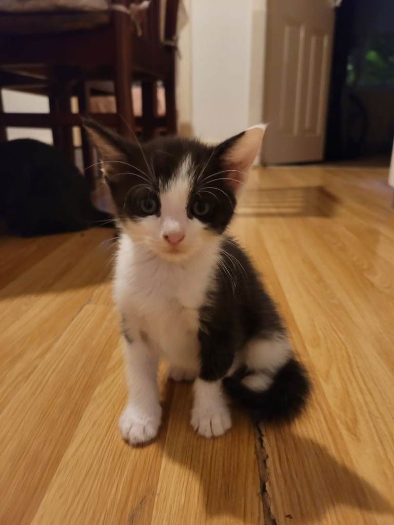 Kitten boy