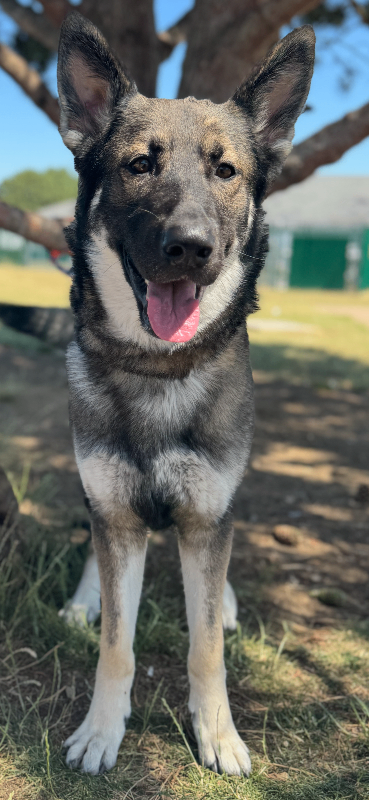 7 Beautiful German Shepherd Puppies For Sale. 