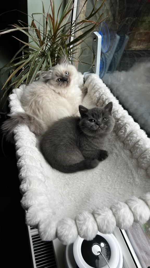 British shorthair 