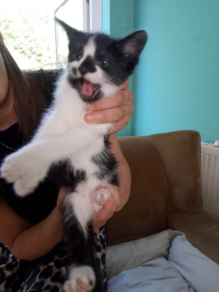 Small kittens 