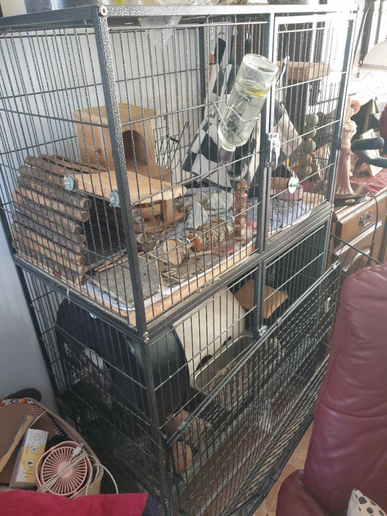 Chinchilla