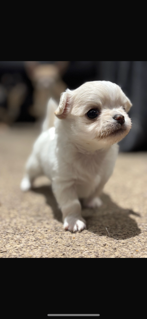 Chihuahua X toy poodle