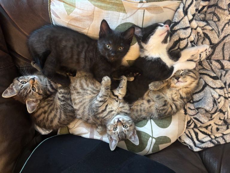 Beautifully marked kittens, ready now