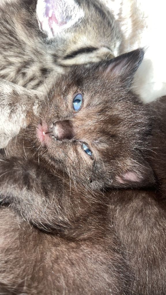 black male kitten with grey patches 3 weeks old 