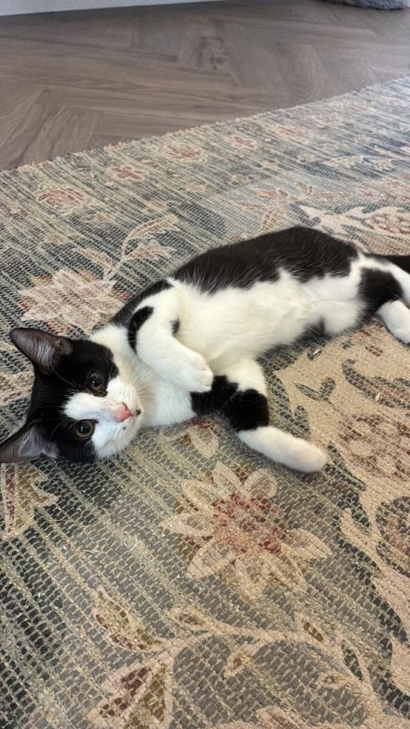 Kitten 