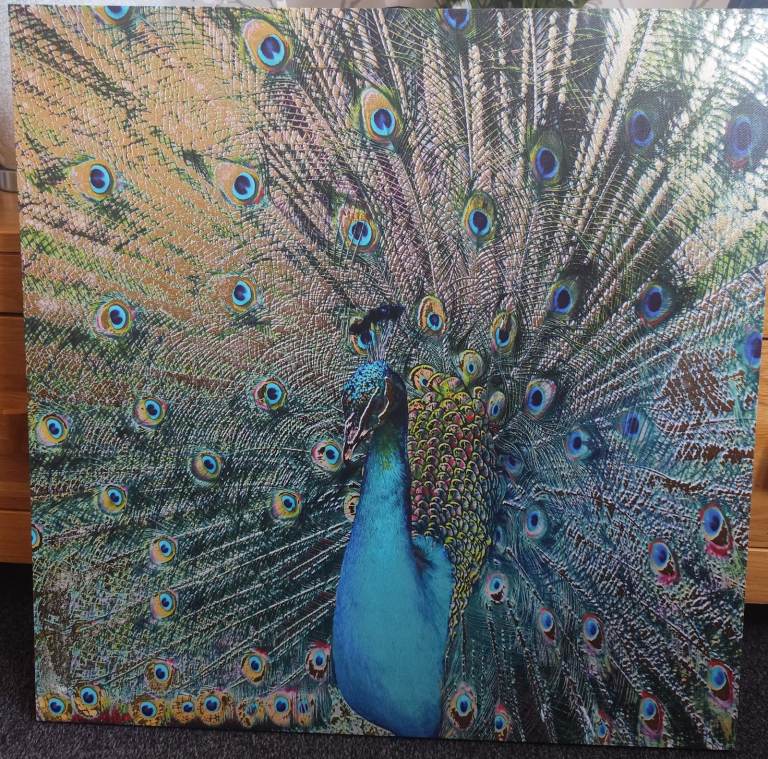 Picture canvas peacock 