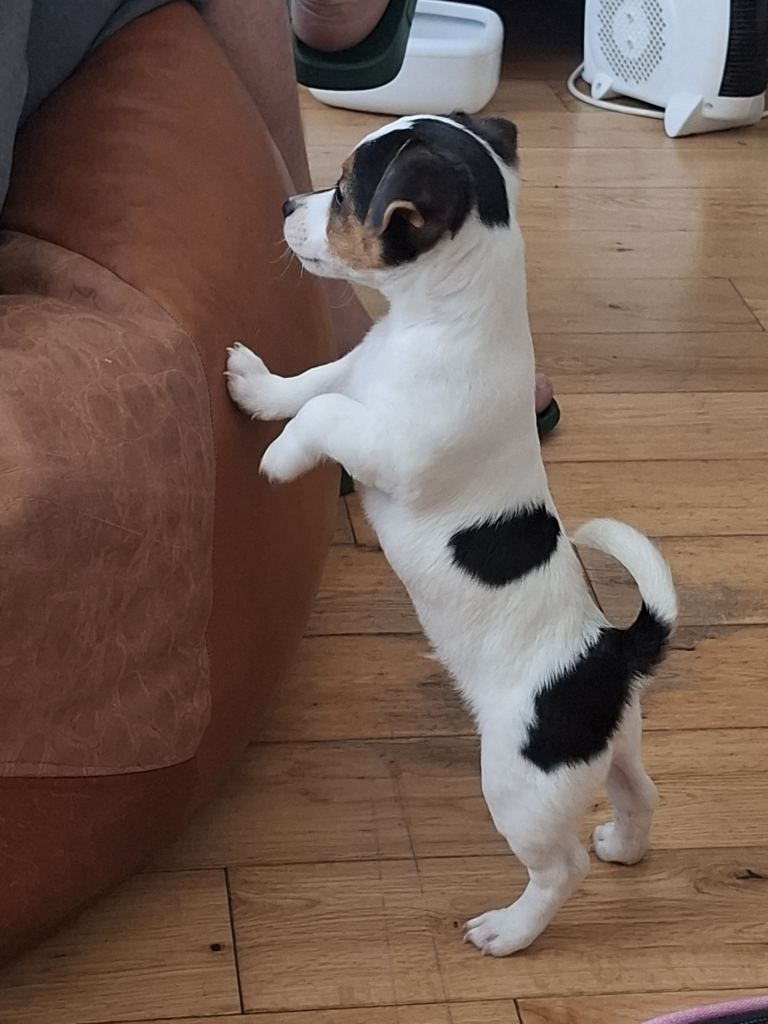  Jack russell puppies for sale. 