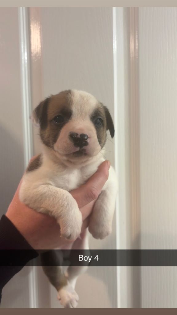 Frenchie x collie puppies 