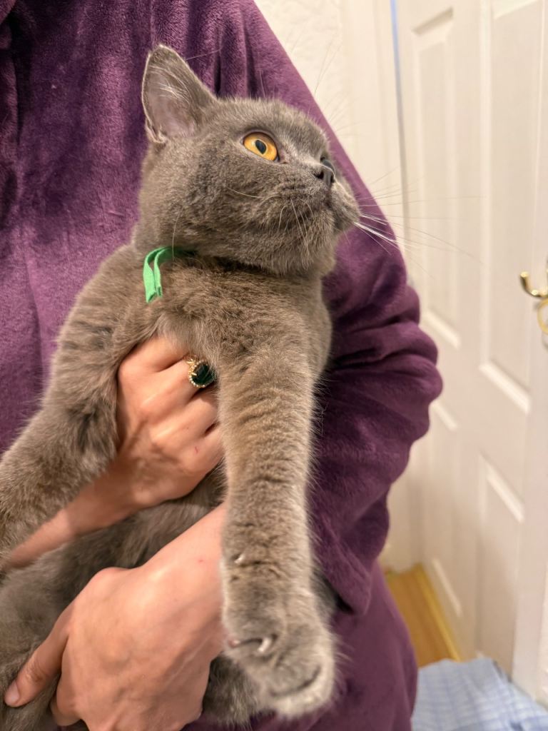 3 male kitten 2at 13 month Britishshorthair gray males 3rd 10 male smoked tabby British shorthair 