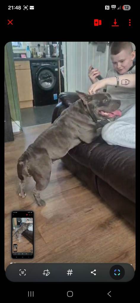Female 18mth old bully blue 