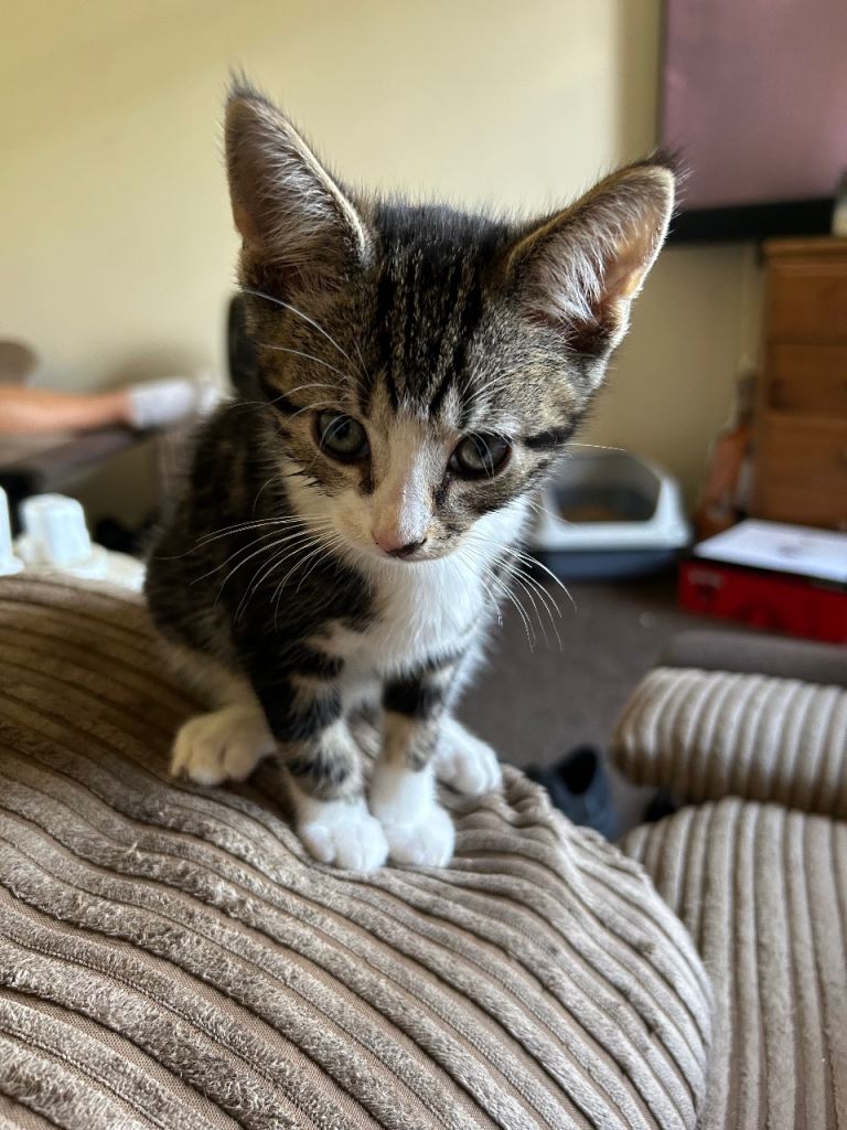 Adorable Kittens Looking for a NEW Home