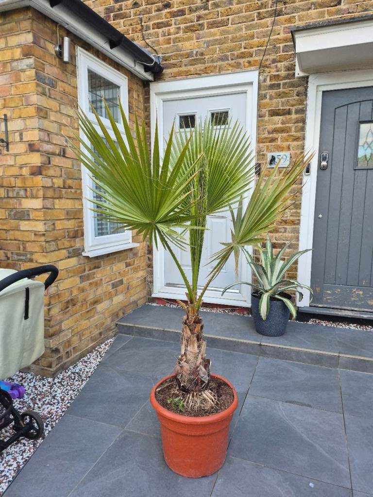 Palm Tree