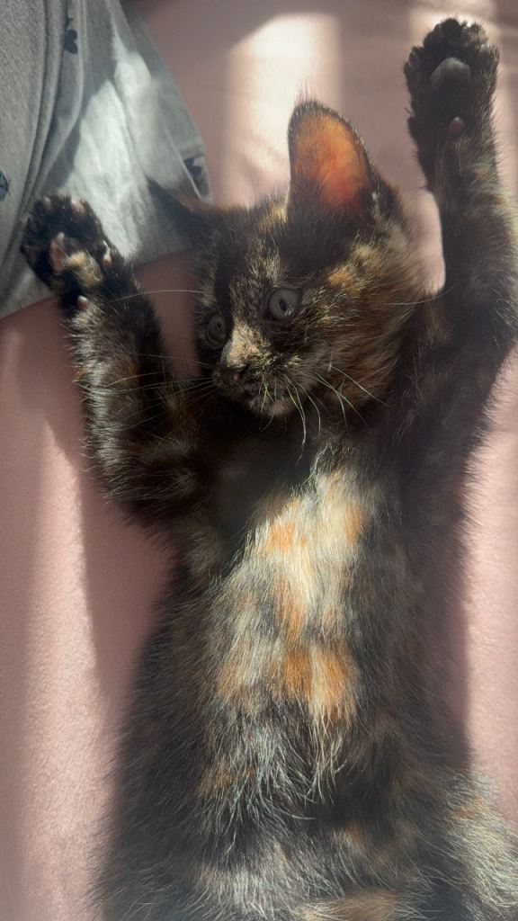 Stunning female kitten