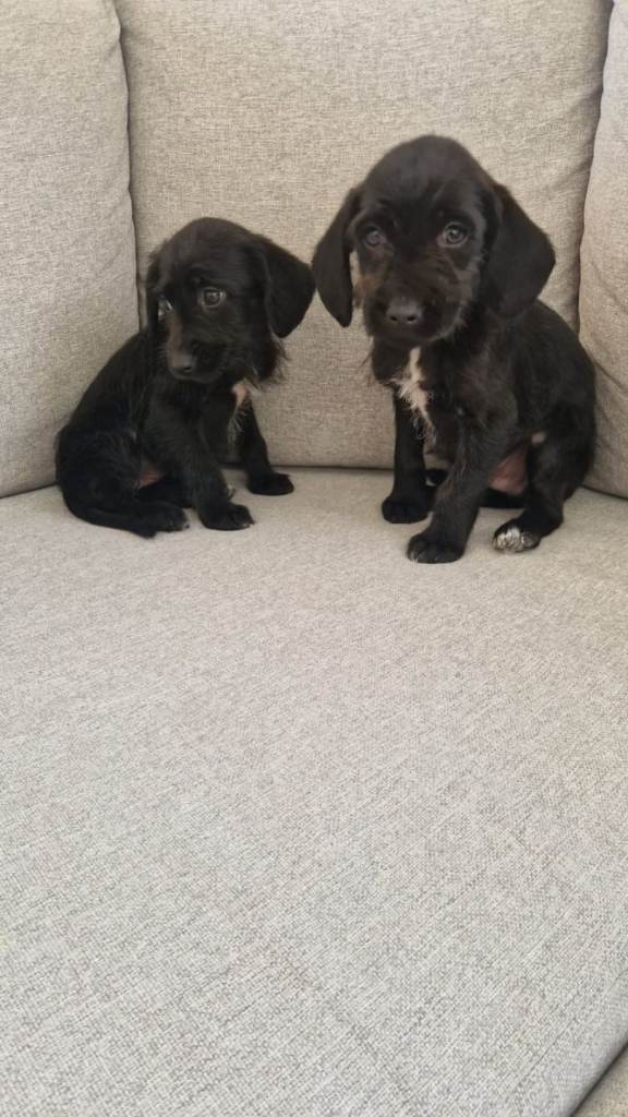 Cocker spaniel puppies