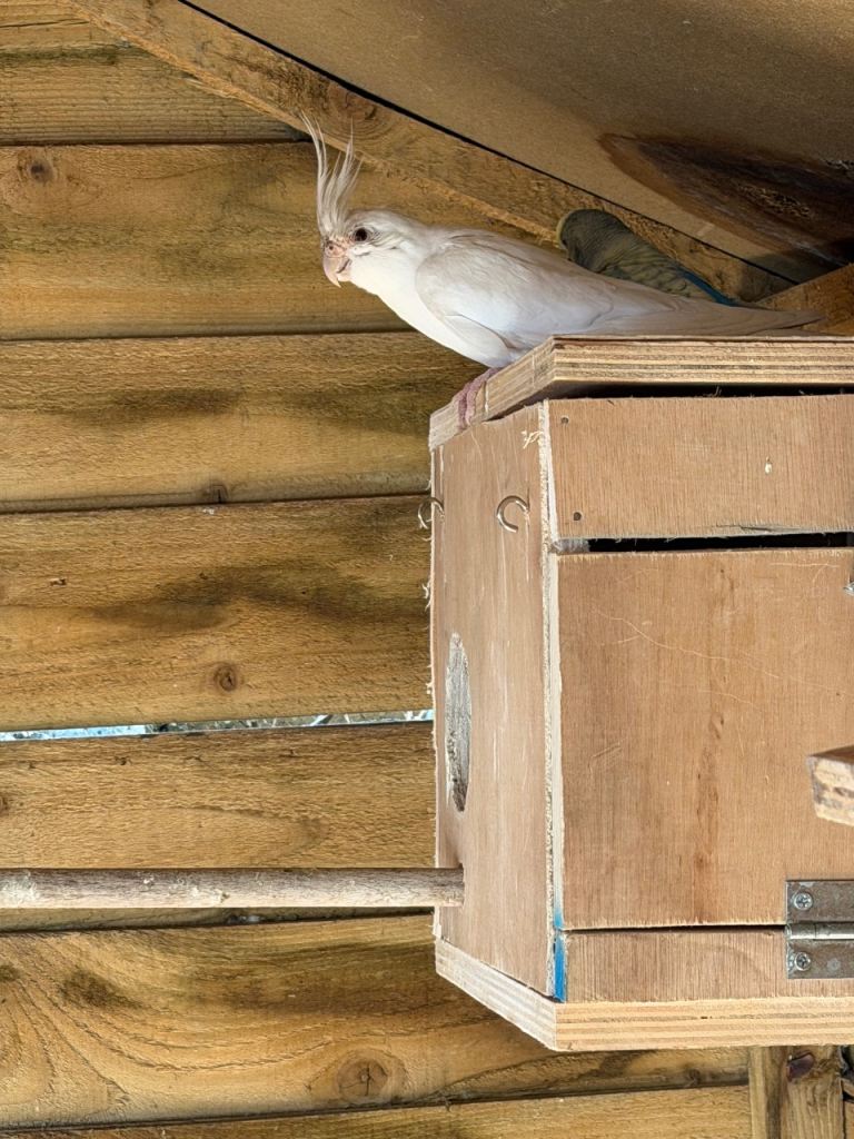 Cockatiel, budgies and canaries 